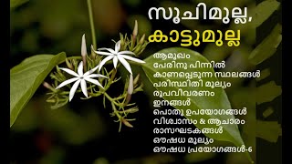 സൂചിമുല്ല | കാട്ടുമുല്ല | Jasminum malabaricum | Jasminum auriculatum| Wild Jasmine| Malabar Jasmine