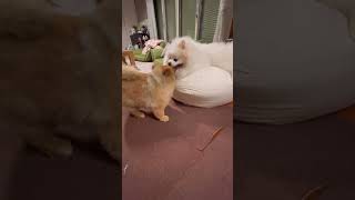 小さくても先輩ポメは主導権を握るw #ポメラニアン #癒し #ショート動画 #pomeranian #元保護犬 #cute #shorts ＃デカポメ#バトル