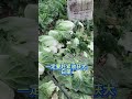 大白菜采收时间和需要注意什么 白菜种植 蔬菜种植 白菜收获 收白菜 冬季蔬菜