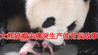 大熊猫爱宝痛哭生产！怀孕的是双胞胎为何韩国要隐瞒？事实真相是什么？爱宝生产背后的故事！