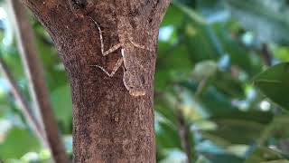 Bark Mantis - Gyromantis kraussii @selyan1980