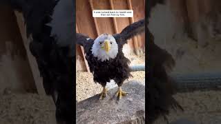 Rescue an eagle trapped underwater #animalshorts #shortvideo #animalrescue