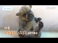 나는 태어난 지 20일 된 노리치 테리어 새끼다 [애니멀봐 나새끼 92호]ㅣI’m a 20 Day Old Norwich Puppy [I’m A Baby 92nd Lead]