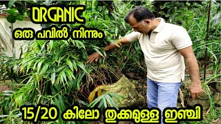 ഇഞ്ചി ഒരു പാവ് 20 കിലോ വരെ ഇടുക്കിയിലെ ഓർഗാനിക് കർഷകൻ | Ginger 20 KG #best #ginger framing idukki 🌿