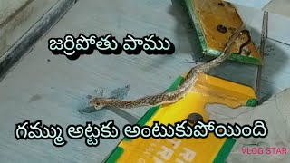 INDIAN RAT SNAKE RESCUE||ఎలుకలు కి పేటినగమ్ముఅట్టకు.అంటుకునిచేల|| #rat #viral #youtube #trending