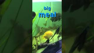 Feed Big Fish *Once a Month* -  Oscar Fish Care and Feeding