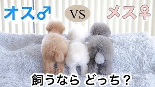 犬はオスとメスどっちが飼いやすいの？