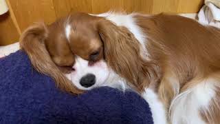 キャバリア　ハムちゃん　2021.6.13   Cavalier King Charles Spaniel