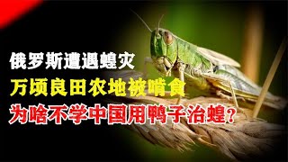 俄罗斯遭遇蝗灾，万顷良田农地被啃食，为啥不学中国用鸭子治蝗？