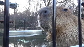 ブロッコリー風呂にはいるカピバラさん❤ Cute capybara in broccoli bath【Cute animal videos】【こども動物自然公園】