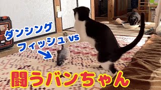 【猫大家族🐈】ダンシングフィッシュ🆚闘うバンちゃん【保護猫と暮らす日々】