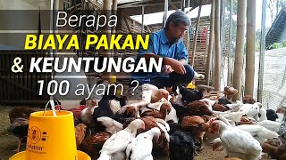 Review Berapa Habis Pakan, Biaya dan Keuntungan 100 Ayam Ternak Rumahan
