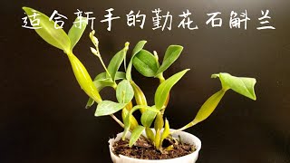 适合新手的一类勤花石斛兰 Latouria type dendrobiums