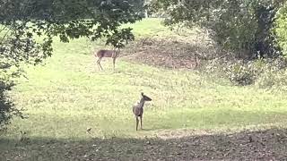 White-tailed Deer 18Nov2022