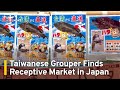 Taiwanese Grouper Finds Receptive Market in Japan | TaiwanPlus News