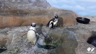 Zoo Insider - Penguin Visit