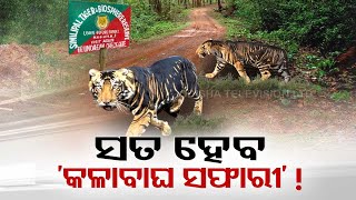 'Black Tiger Safari' to start near Similipal Tiger Reserve in Mayurbhanj