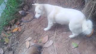 Snake plays with a dog ,ពស់ព្រេញបណ្លែងជាមួយឆ្កែស 2020