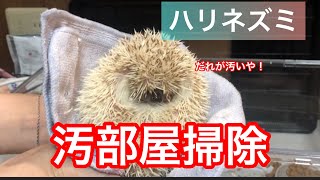 【ハリネズミ】部屋を掃除するよー！ let’s clean hedgehog cage