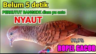 SUARA BURUNG PERKUTUT BANGKOK merdu - Pintar BIKIN Emosi dan Bunyi PERKUTUT Diam belum 5 detik nyaut