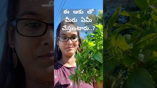 ఈ ఆకు లు మీరు ఏలా వాడుతారు #shorts #gardening #usateluguvlogs #organic #basil #teluguvlogs