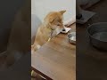 ももちゃんドッグカフェでまったり しばいぬ 犬のいる生活 小豆柴 柴犬 癒し しばすたぐらむ