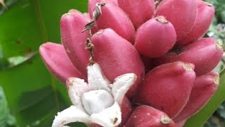 platanera rosa o musa velutina cuidados y beneficios