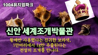 [신안세계조개박물관] 황제만 사용한다는 진귀한 보라색, 1만마리에서 단 1g만 추출된다는 전설의 조개를 만나다 /1004뮤지엄파크/이주형조개공예사/임양수 세계 조개고둥기증자