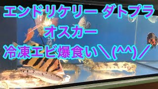 エンドリケリー ダトプラ オスカー 餌 爆食い動画  arowana