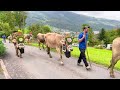 alpine ascent of the cows 🇨🇭 swiss tradition