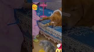 Funniest Videos 2023 😂 Funny Cats 🐱 and Dogs 1 #shorts #YouTube2023 #Pets #funny #Animals #cats