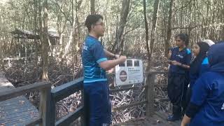 Kota Kinabalu Wetland Ramsar Site Nature Sounds