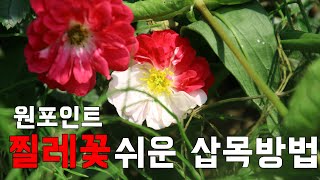 장미찔레 삽목 하는 법 [ 들장미 삽목 시기] - how to cuttage Wild Rose