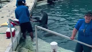 “Playful Dolphins” Dolphin Quest Bermuda