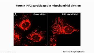 Novel Roles of Actin Cytoskeleton on Mitochondrial Dynamics and Homeostasis