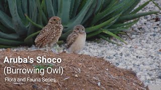 Aruba's Flora \u0026 Fauna: Shoco (Burrowing Owl)