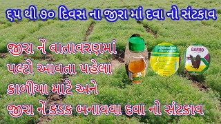 જીરા નેં વાતાવરણમાં પલટો આવતાં પહેલાં કાળીયા માટે અને જીરા નેં કડક બનાવવા દવા નો સંટકાવ