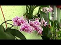 top 5 orchids i won t buy