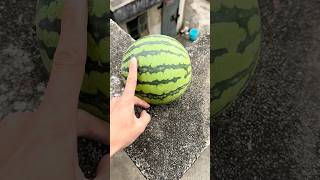 Experiment: Will a watermelon explode if it rolls down from a tall building?