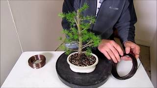 How To Make a Bonsai, Step by Step Beginners Guide To Wiring Trees How To Make a Bonsai, Step by Step Beginners Guide To Wiring Trees