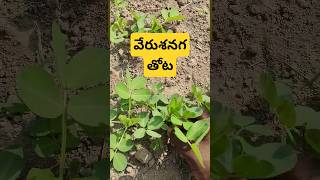 మీరు ఎప్పుడైనా వేరుశనగ తోట చూసారా #grondnut #agriculture #food #pally #fruit