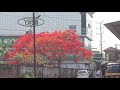 very attractive gulmohar tree with full of flowers