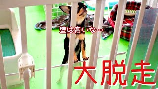 #172 黒豆くんの大脱走3【極小チワワ】【マルチーズ】