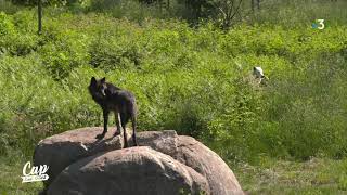 Cap Sud Ouest Creuse Corrèze les loups de Chabrière (extrait)