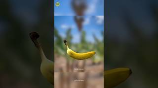 Banana Curved 🤔 #shorts #trending #viralvideo