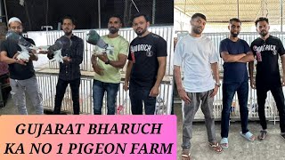 World best pouter fancy pigeons farm in gujarat bharuch india sahil.bhai.