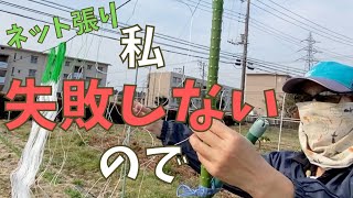 失敗しないきゅうりネットの張り方とコツ【自然栽培・家庭菜園】