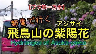 【ブラ旅一万歩 54】飛鳥山の紫陽花　#都電荒川線　#飛鳥山公園　#王子駅