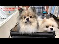 ポン＆シンバ　遊んでる最中にゴロンとしちゃうポメラニアン pomeranian lying down