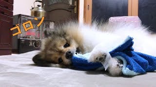 ポン＆シンバ　遊んでる最中にゴロンとしちゃうポメラニアン Pomeranian lying down